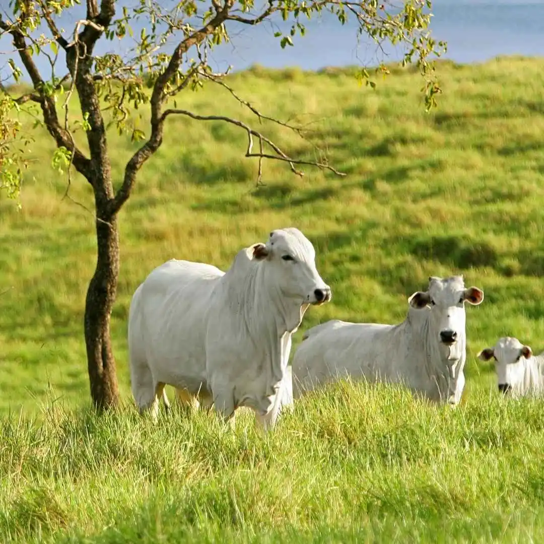 Consultoria Ambiental no Piaui